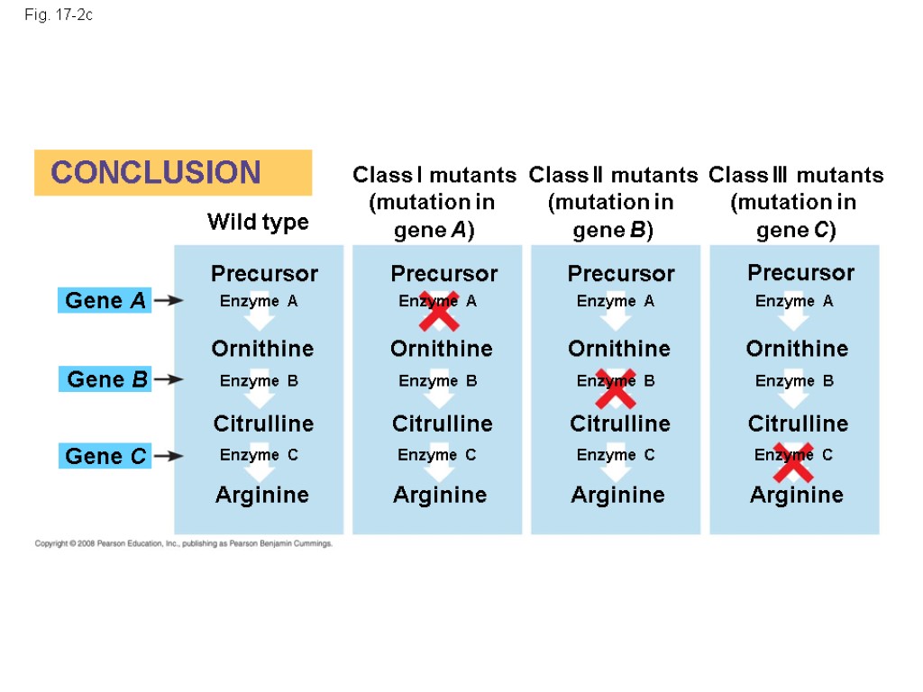Fig. 17-2c CONCLUSION Class I mutants (mutation in gene A) Class II mutants (mutation